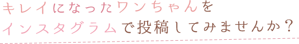 キレイになったワンちゃんをインスタグラムで投稿してみませんか？